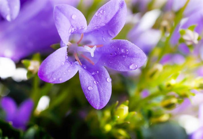 fete de la violette 1 2015 714x489